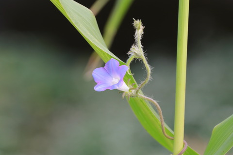 IMG_2545アメリカアサガオ