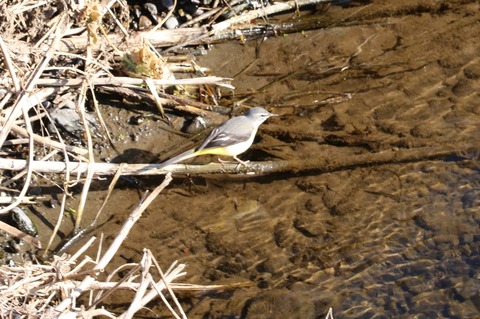 キセキレイ2021.01野川