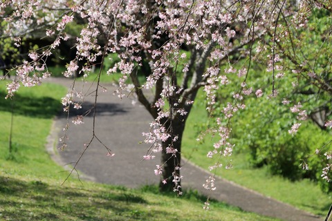IMG_7930桜の谷