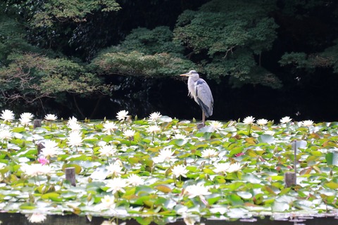 IMG_9656南池 御釣台より