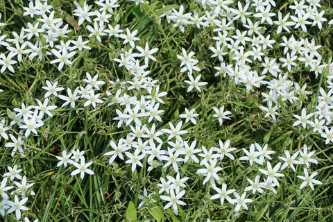 4月ハナニラ(多摩川)