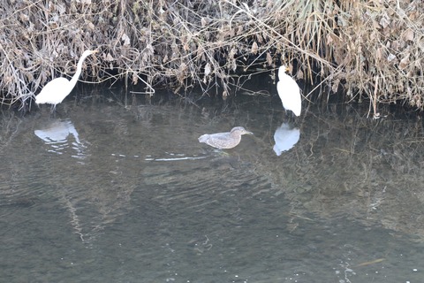 ホシゴイ(ゴイサギの幼鳥)とダイサギ2021.01野川