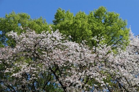 IMG_8008砧公園
