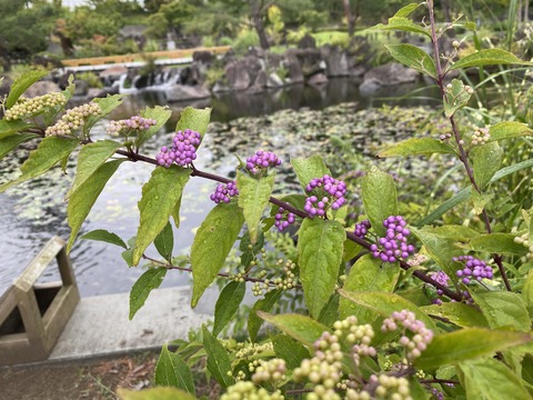 IMG_6933komurasakisikibu