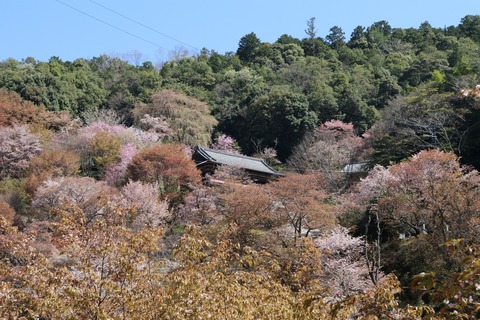 IMG_8581如意輪寺