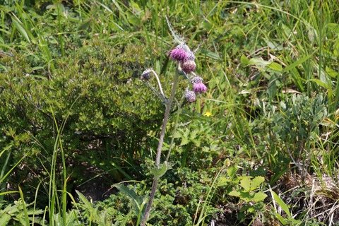 IMG_1086オニアザミ