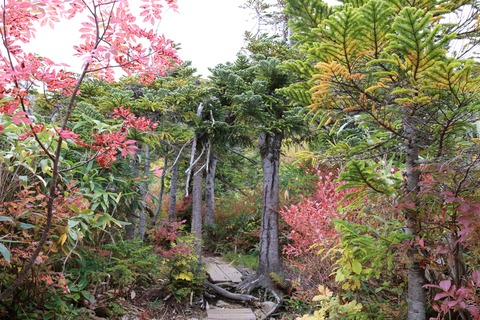 IMG_2433オオシラビソのゲート