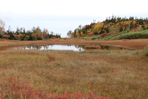 IMG_2304浮島湿原