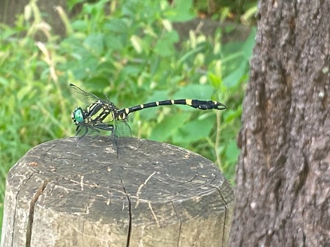 IMG_3907コオニヤンマ