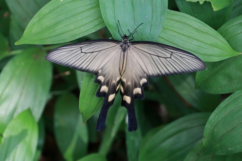 ジャコウアゲハ(砧公園)