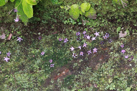 IMG_9365成就院 イワタバコ落花