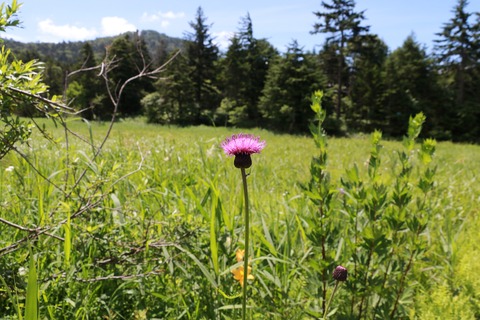 IMG_0706ノアアミ