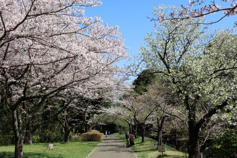IMG_7827展望広場から北口広場へ向かう路