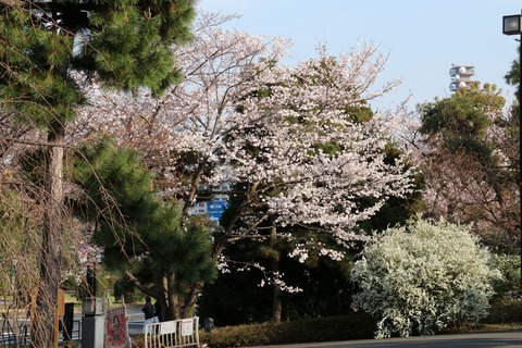 IMG_7274実生の駿河桜