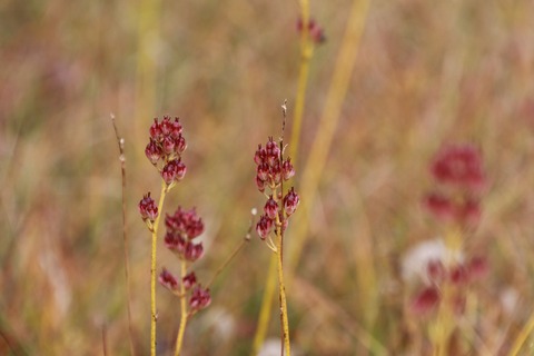 10月イワショウブ実