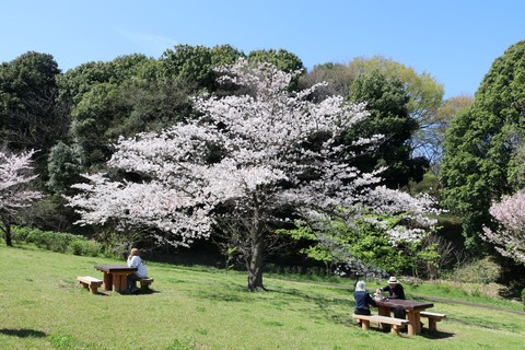 IMG_7919桜の谷