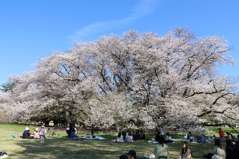 IMG_8033砧公園
