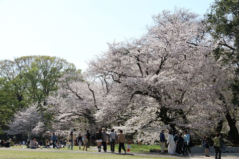 IMG_8021砧公園
