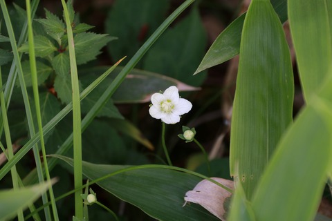IMG_1350ウメバチソウ