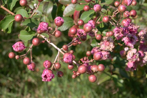 IMG_2046八重サルスベリ