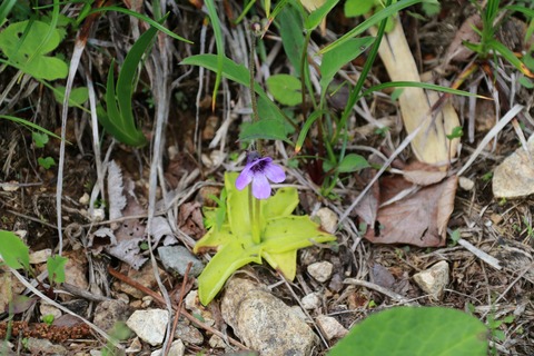 IMG_1383ムシトリスミレ