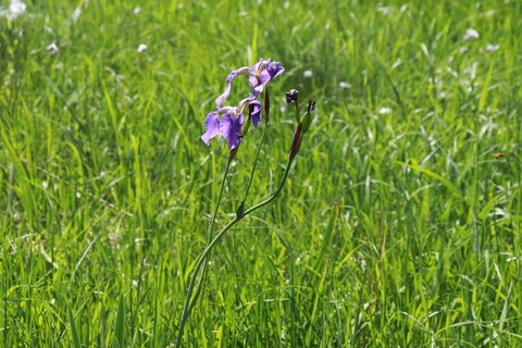 IMG_0701ヒオウギアヤマ