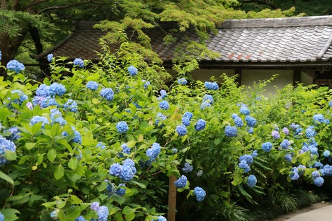 最後IMG_9556明月院 総門屋根