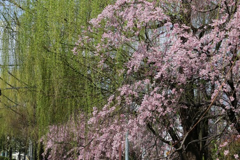 IMG_7352丸子川親水公園