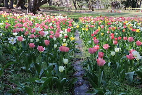 IMG_8012砧公園