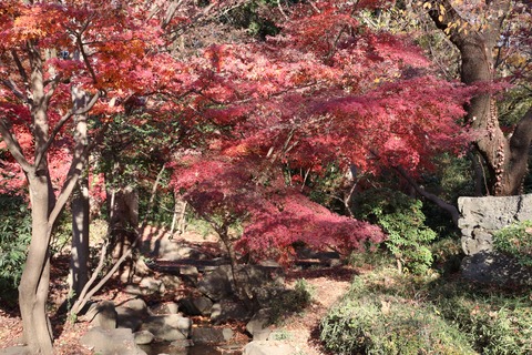 IMG_4886岡本公園