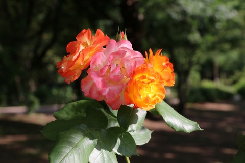 IMG_9585ふれ太鼓