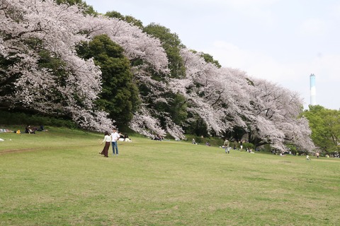 IMG_3254砧公園