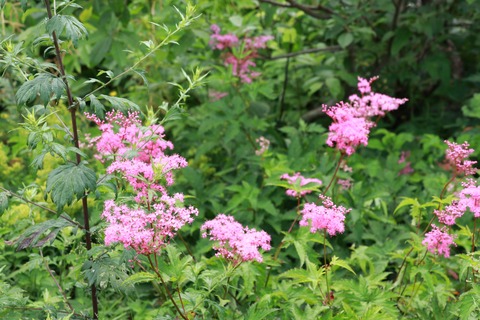 IMG_0987黒菱平シモツケソウ