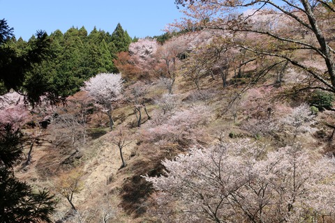 IMG_8640上千本
