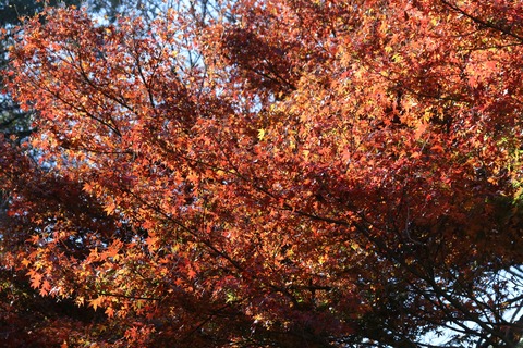 IMG_4490イロハモミジ