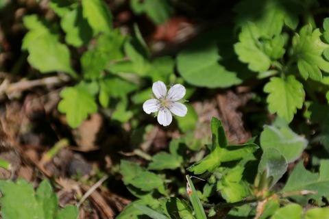 IMG_1673ゲンノショウコ