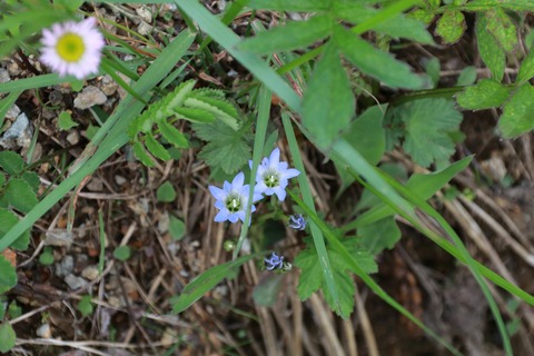 IMG_1368タテヤマリンドウ
