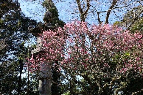 IMG_6020梅林A
