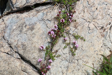 IMG_1147イブキジャコウソウ