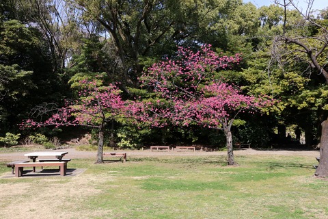 IMG_6713自由広場の寒緋桜