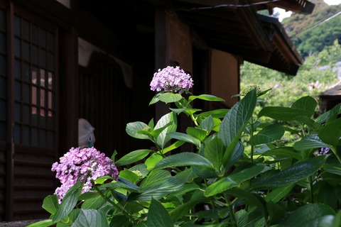 IMG_9298収玄寺