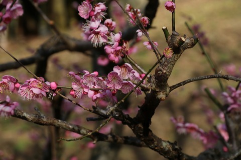 IMG_5589道知辺(ﾐﾁｼﾙﾍﾞ)