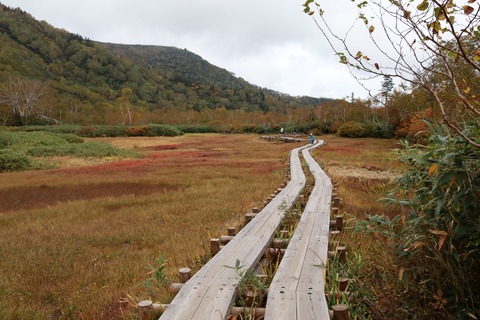 IMG_2504ワタスゲ湿原