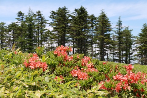 IMG_0154王ガ鼻に向かう道より