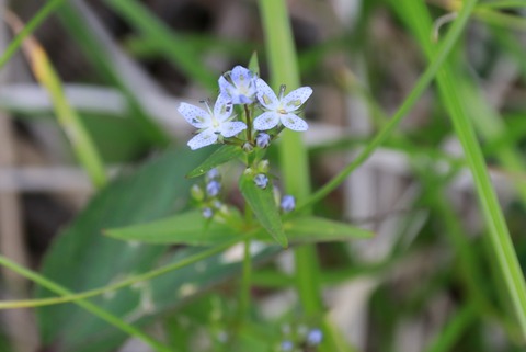 IMG_1345ハッポウタカネセンブリ