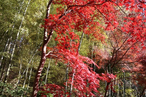 IMG_4850旧小坂邸