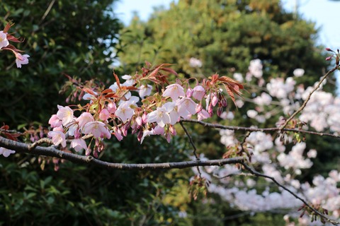 IMG_7304国立劇場 仙台屋（山桜の園芸種）