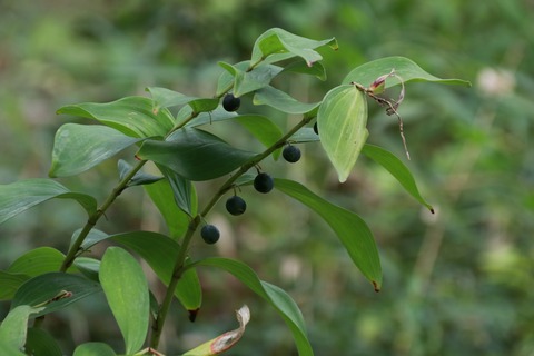 IMG_1610アマドコロ