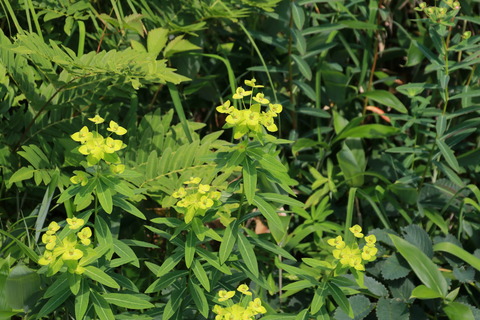 IMG_1004黒菱平ハクサンタイゲキ