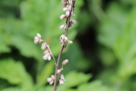 IMG_9305ヨモギ？